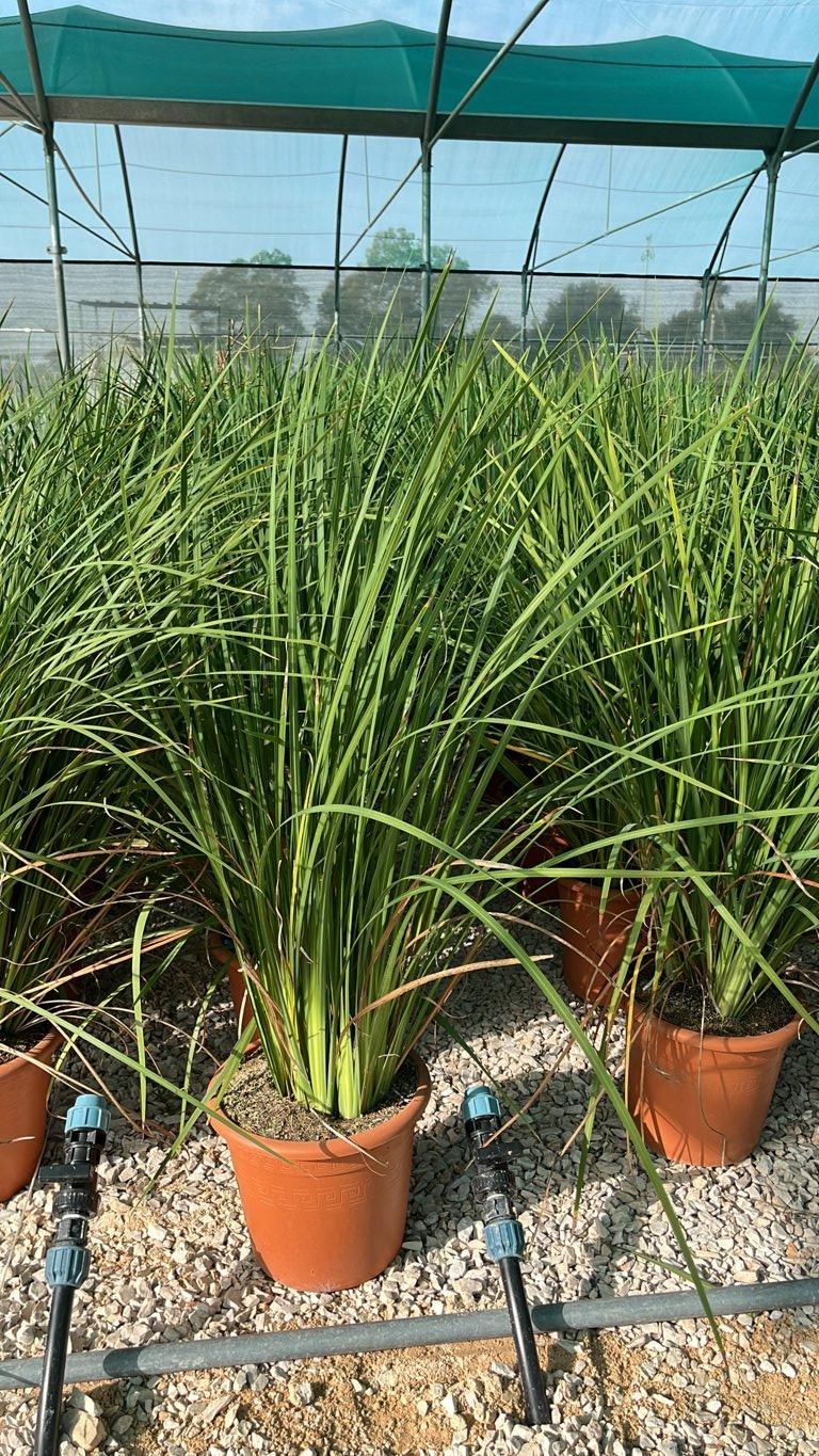 DIETES BICOLOR