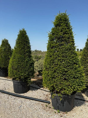 TAXUS BACCATA