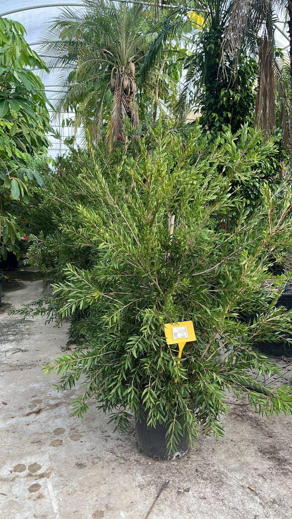 CALLISTEMON VIMINALIS HOLY SPIRIT