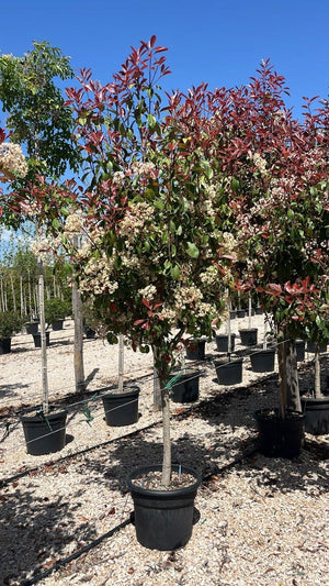 PHOTINIA X FRASERI RED ROBIN