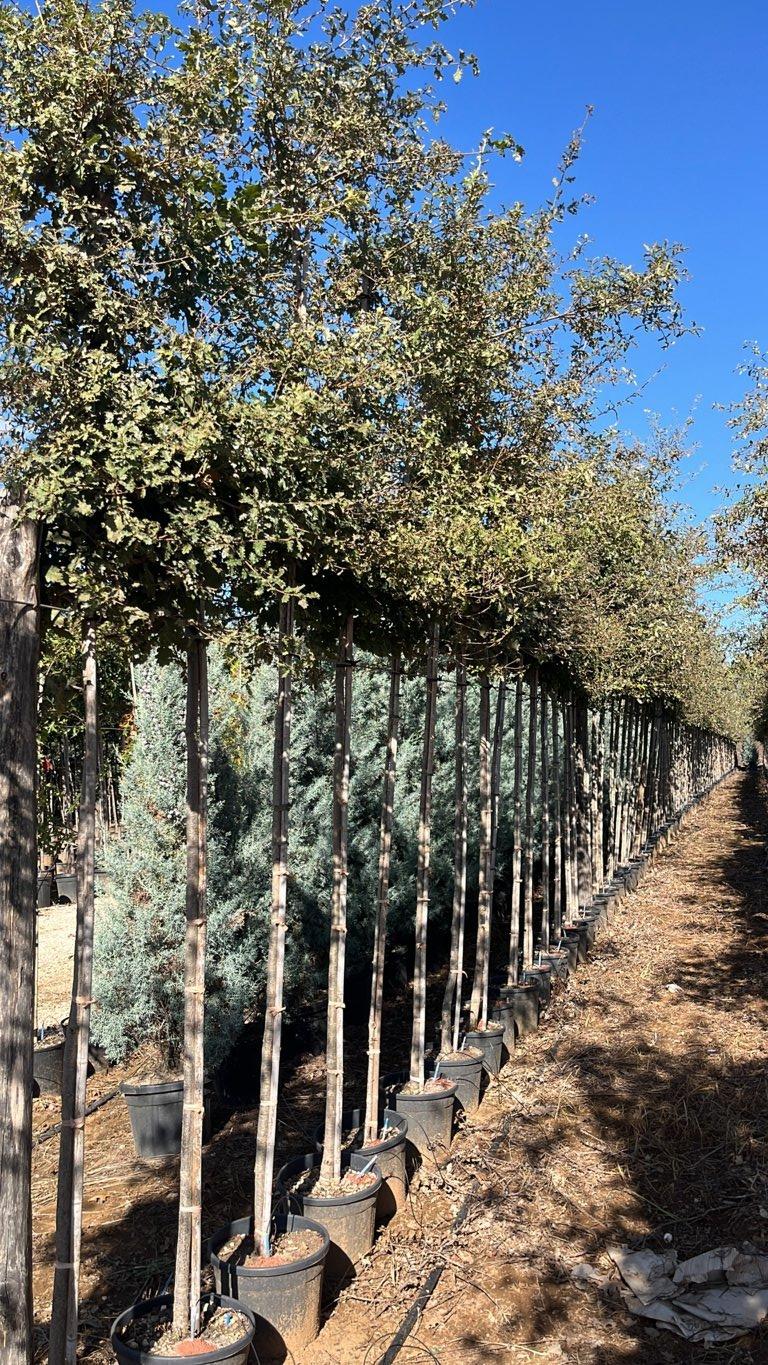 QUERCUS F.C PUBESCENS