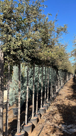 QUERCUS F.C PUBESCENS