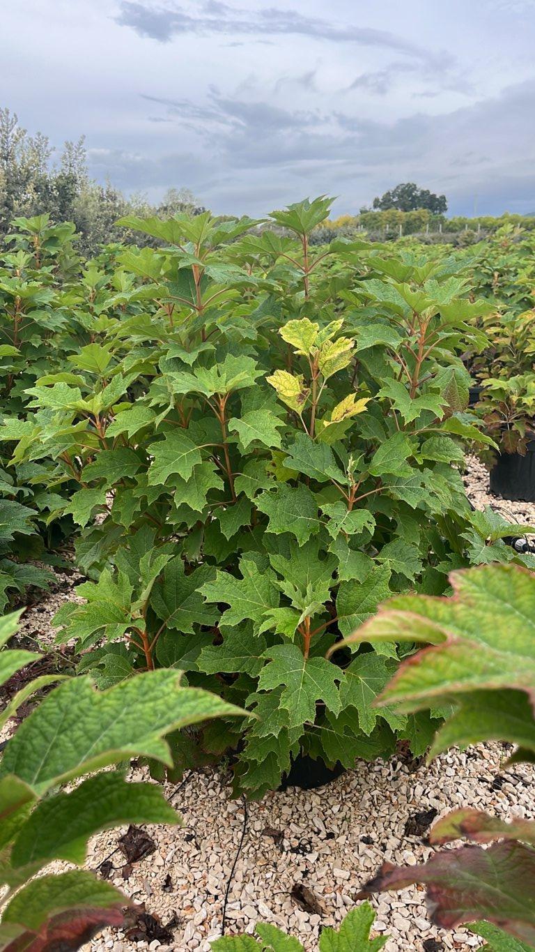 HYDRANGEA QUERCIFOLIA ALICE