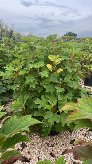 HYDRANGEA QUERCIFOLIA ALICE
