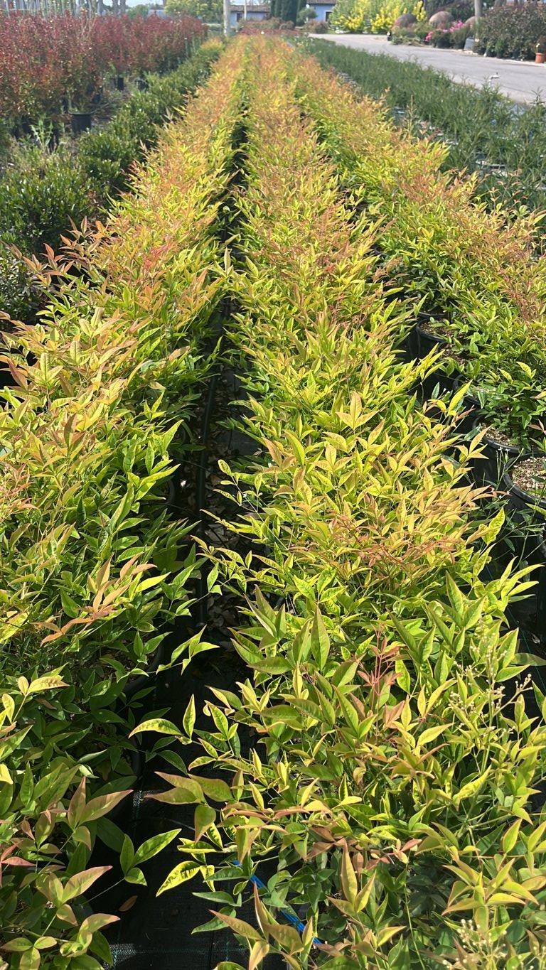 NANDINA DOMESTICA