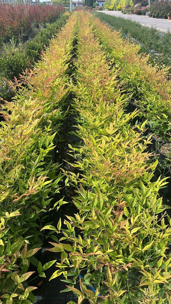 NANDINA DOMESTICA
