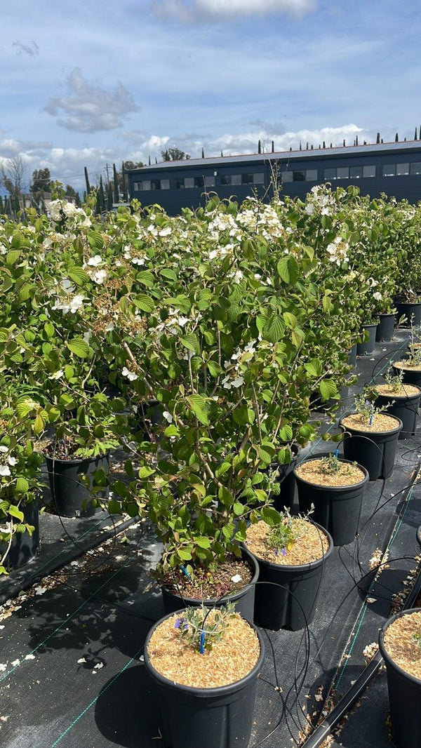 VIBURNUM F.C. PLICATUM MARIESII