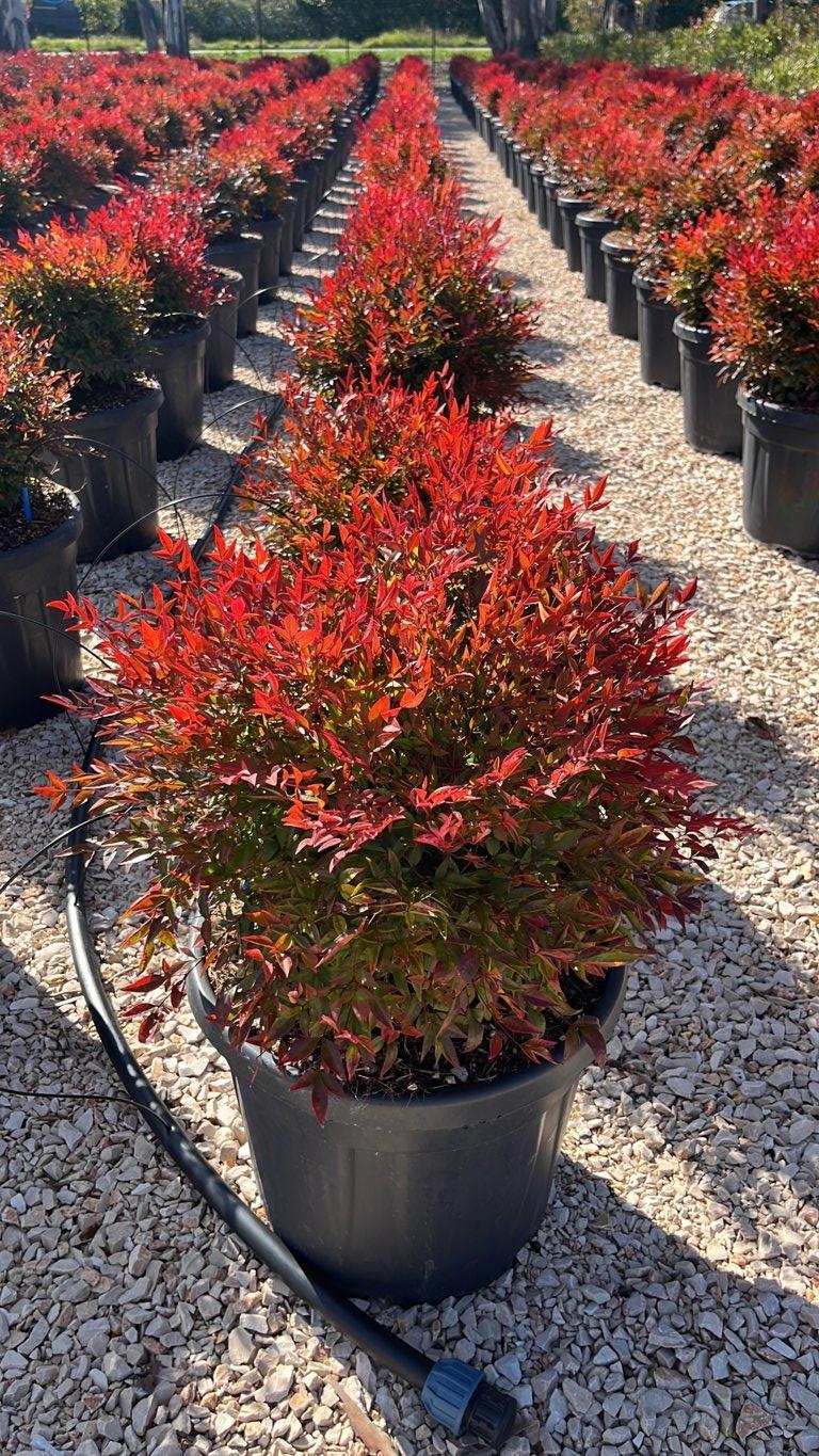 NANDINA DOMESTICA OBSESSED SEIKA