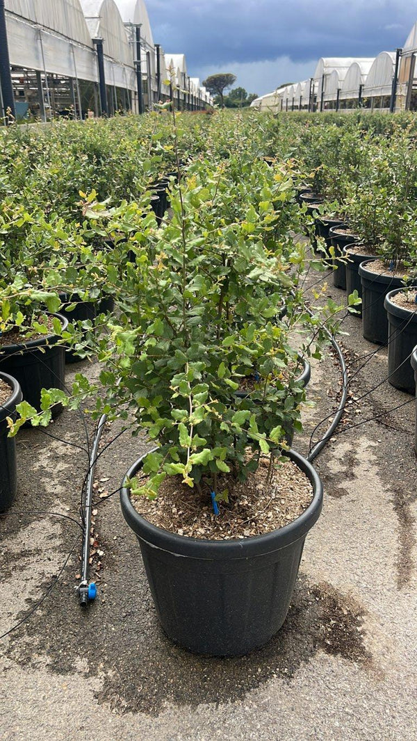 QUERCUS S. SUBER