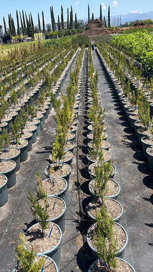 ERICA ARBOREA