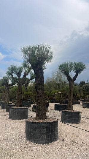 TAMARIX GALLICA