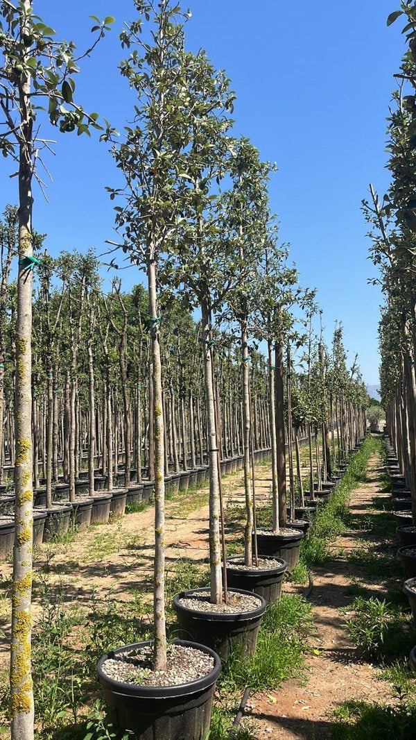 LAGUNARIA PATERSONII