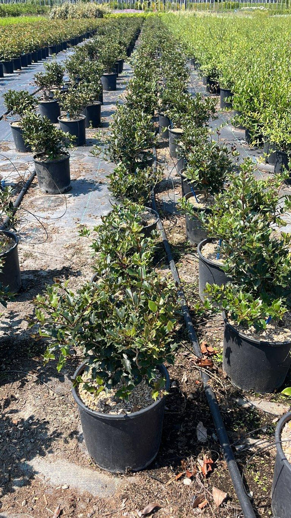 OSMANTHUS HETEROPHYLLUS