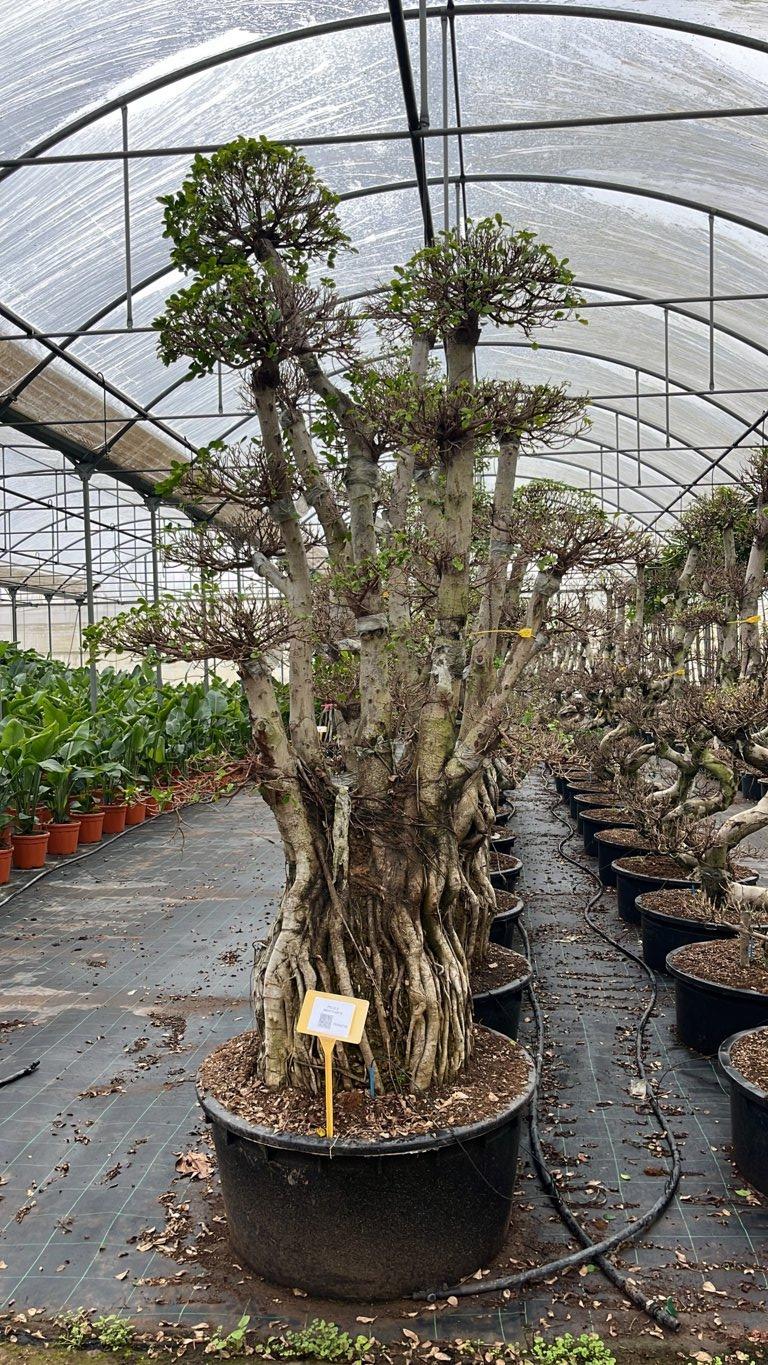 FICUS S. MICROCARPA