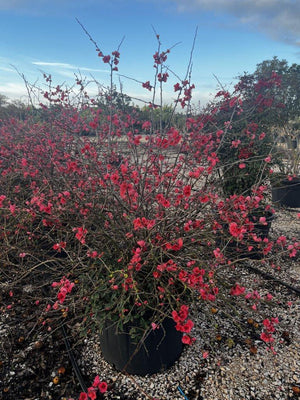 CHAENOMELES SPECIOSA RUBRA