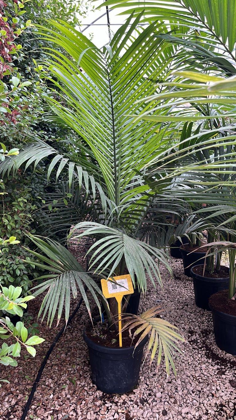 RAVENEA RIVULARIS