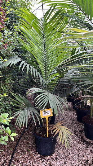 RAVENEA RIVULARIS