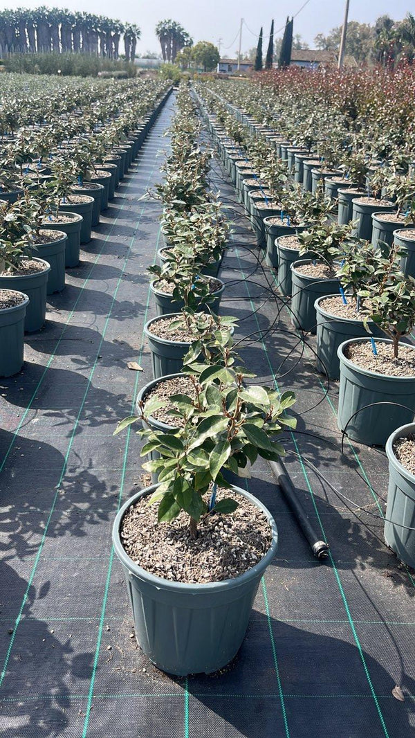 ELAEAGNUS X EBBINGEI COMPACTA