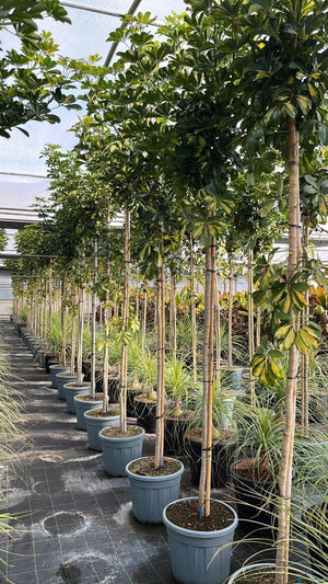 SCHEFFLERA ARBORICOLA