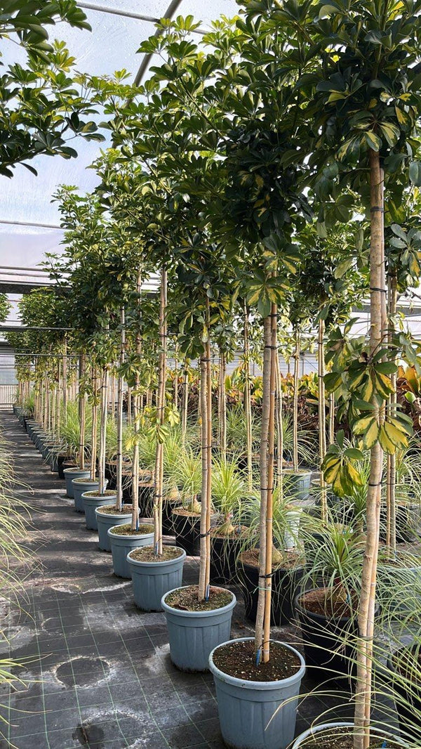SCHEFFLERA ARBORICOLA