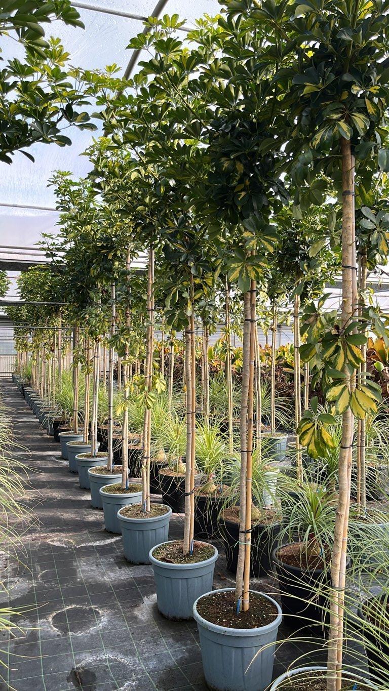 SCHEFFLERA ARBORICOLA