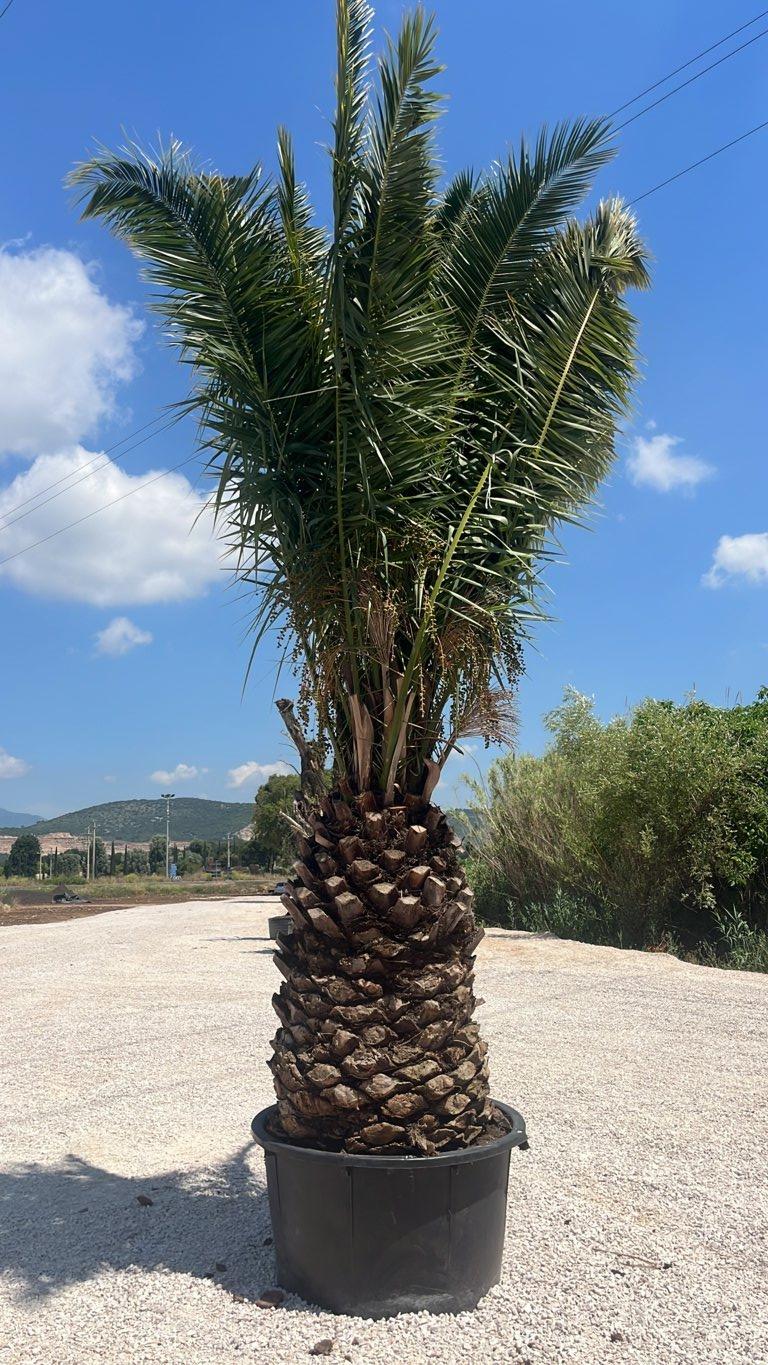 PHOENIX CANARIENSIS