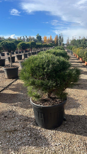 PINUS NIGRA BREPO