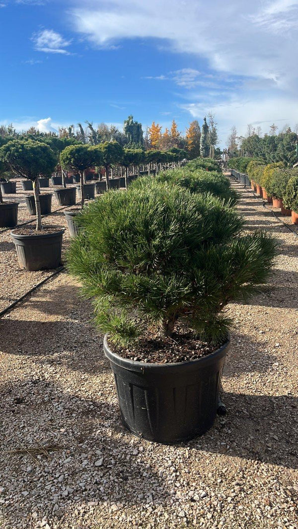 PINUS NIGRA BREPO
