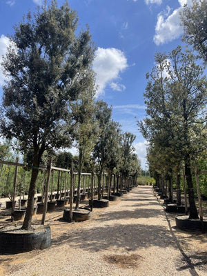 QUERCUS S. ILEX