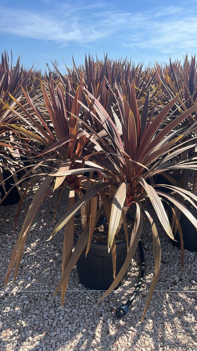 CORDYLINE AUSTRALIS RED STAR