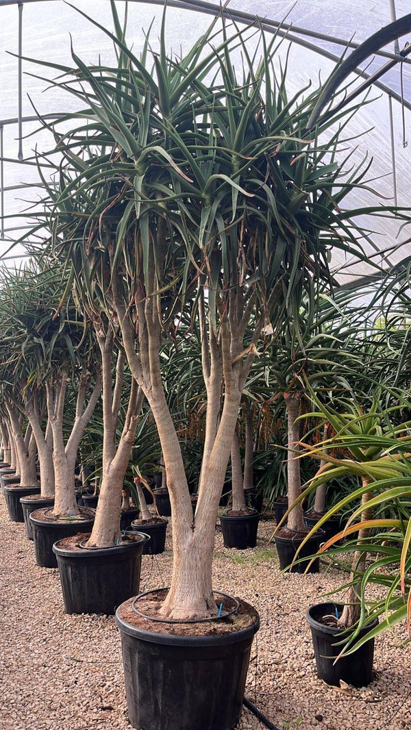 ALOIDENDRON TANGUENSIS MEDUSA