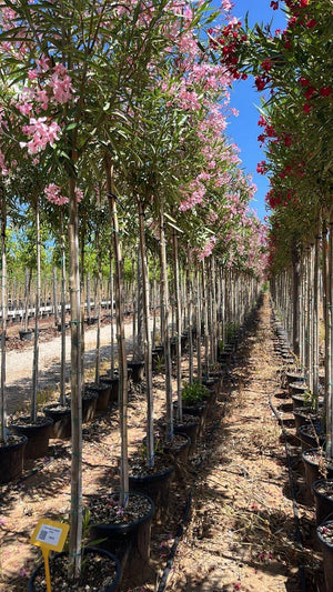 NERIUM OLEANDER ROSA