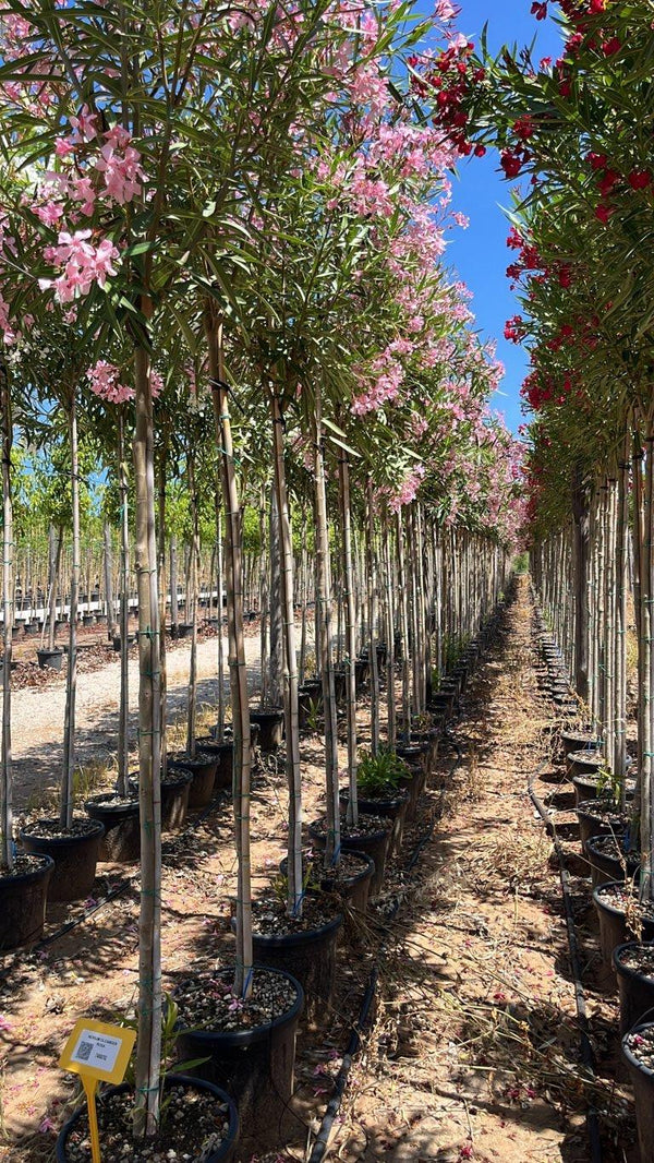 NERIUM OLEANDER ROSA