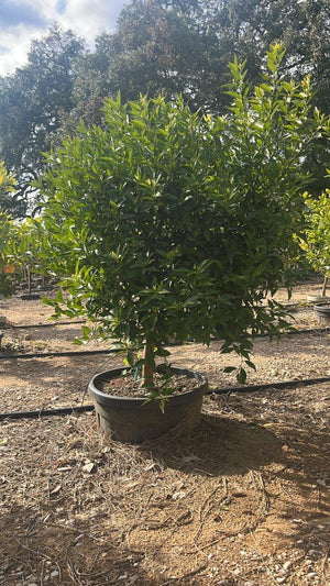 CITRUS RETICULATA