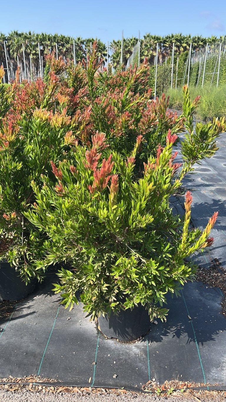 CALLISTEMON RED ROCKET