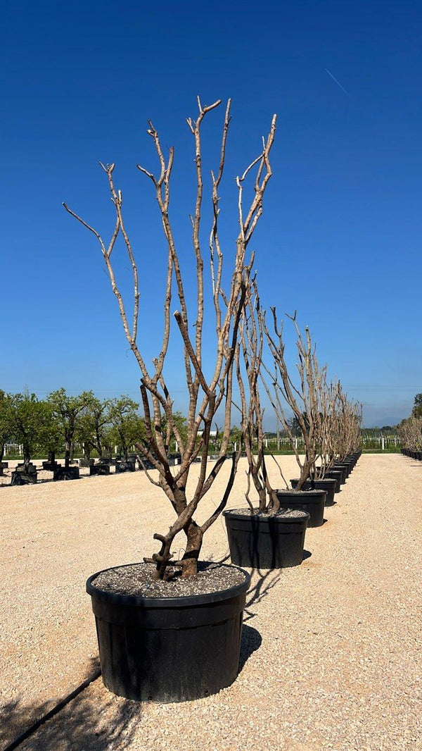 PISTACIA LENTISCUS