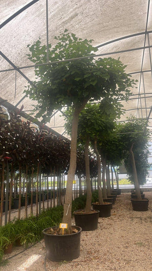 ERYTHRINA FALCATA