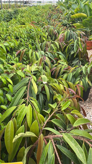 FICUS S. BINNENDIJKII AMSTEL KING