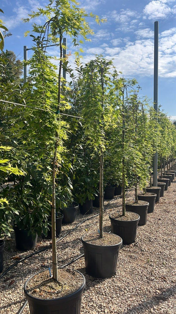 ACER PALMATUM RYUSEN