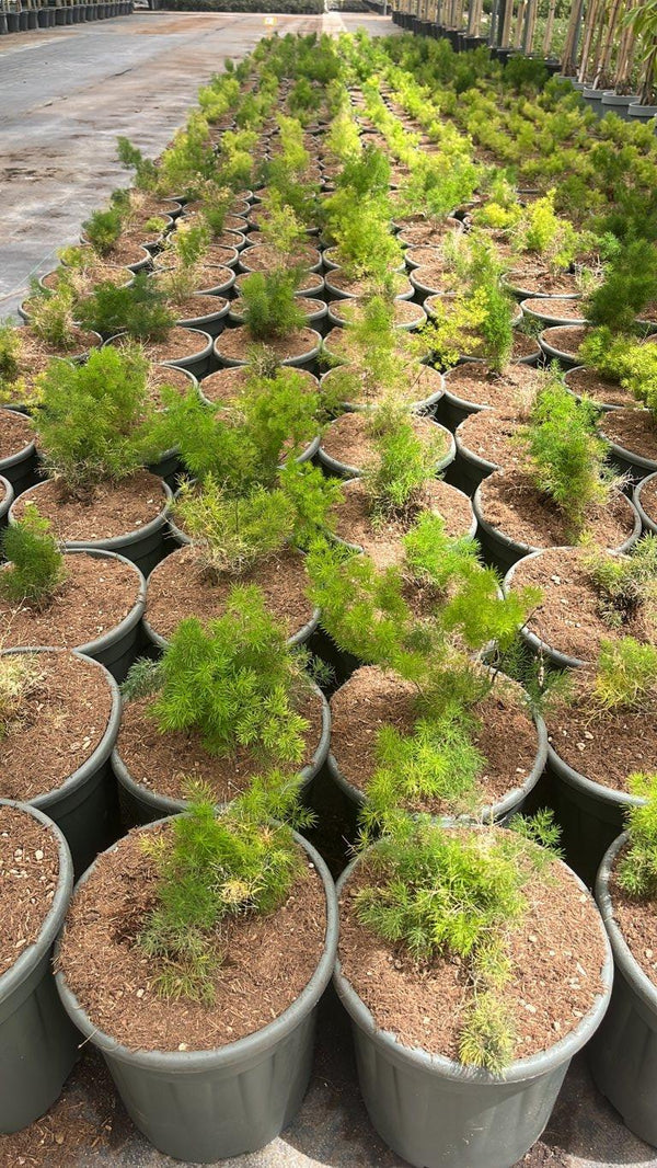 ASPARAGUS DENSIFLORUS MYRIOCLADUS