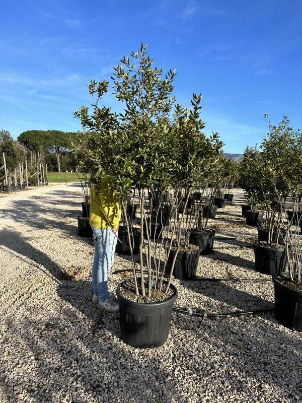 QUERCUS S. ILEX