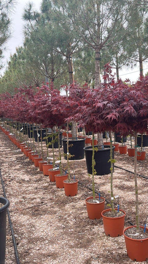 ACER PALMATUM SHARPS PYGMY