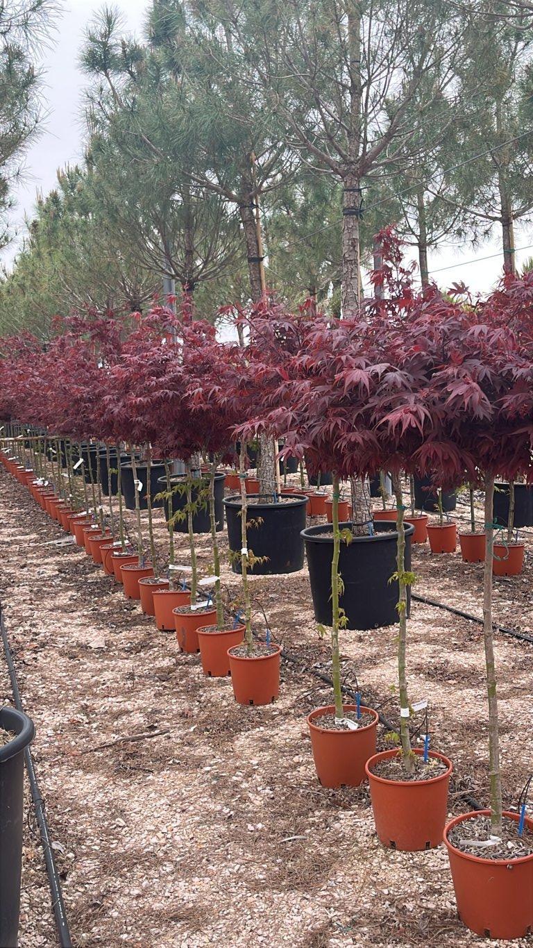 ACER PALMATUM SHARPS PYGMY