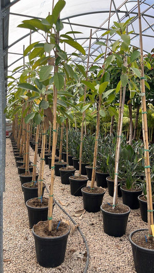 FICUS S. BENGHALENSIS ROY