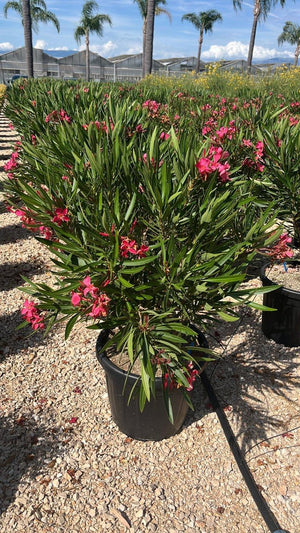 NERIUM OLEANDER PAPA GAMBETTA