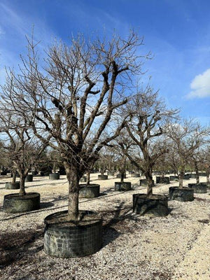 DIOSPYROS KAKI