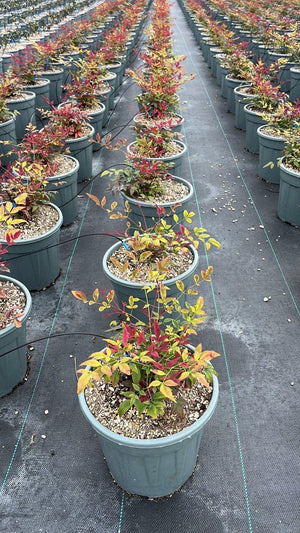 NANDINA DOMESTICA OBSESSED SEIKA