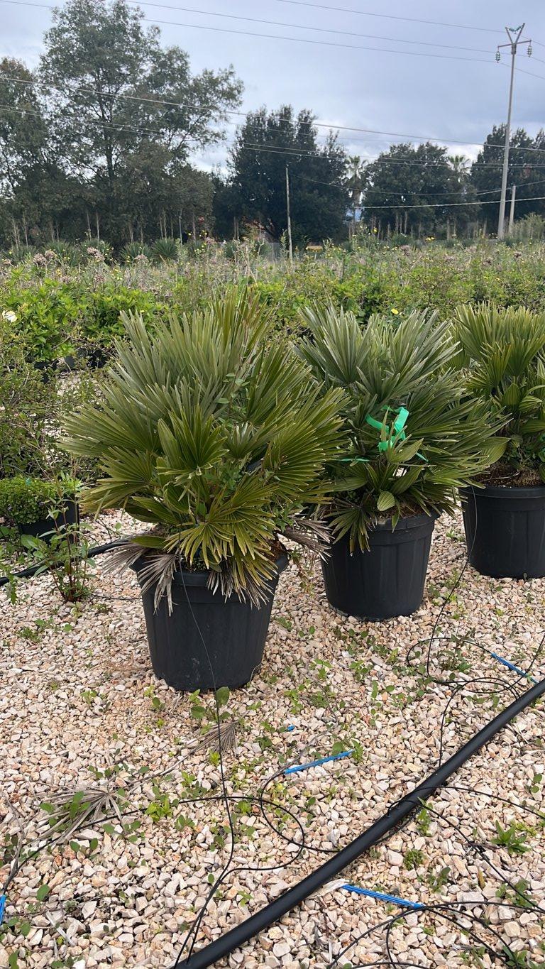 CHAMAEROPS HUMILIS NANO