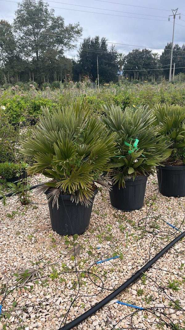 CHAMAEROPS HUMILIS NANO