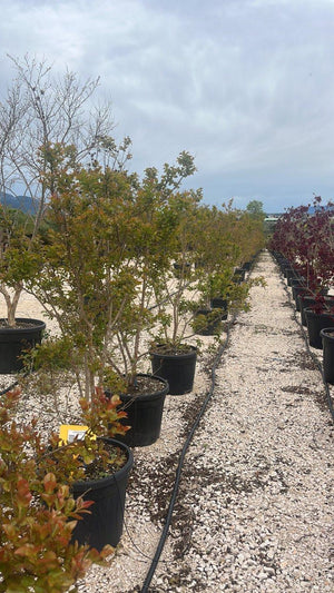 LAGERSTROEMIA INDICA